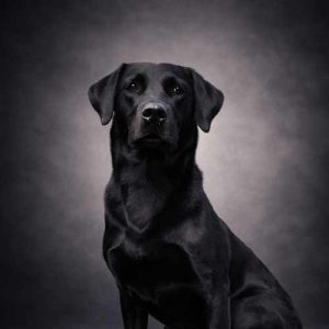 Koiran eliminaatiodieetti